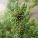 Picea Meyeri Meyer'S Spruce Tree Seeds Adapted To Cold And Arid Climates Easy to Grow