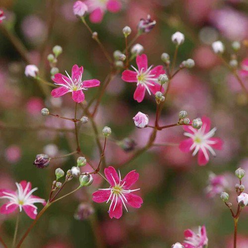 Gypsophila Elegans Baby'S Breath Carmine Flower Seeds Delicate Flowers Easy to Grow