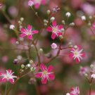 Gypsophila Elegans Baby'S Breath Carmine Flower Seeds Delicate Flowers Easy to Grow