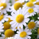 Chamomile German Matricaria Recutita Herb Seeds  Easy to Grow