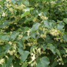 Tilia Mandshurica Mandchurian Linden Tree Seeds Fragrant Pale Yellow Flowers Easy to Grow