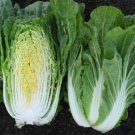 Mini Kisaku Hybrid Barrel Head Type Brassica Rapa Pekinensis Vegetable Seeds Easy to Grow