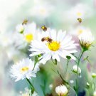 Aster Ptarmicoides White Upland Aster Flower Seeds Fragrant Elegant Flowers Easy to Grow