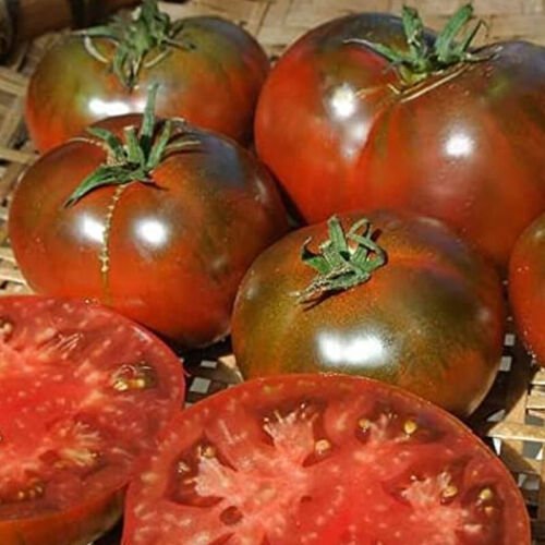 Paul Robeson Tomato Standard Slicing Lycopersicon Esculentum Tomato Seeds Easy to Grow