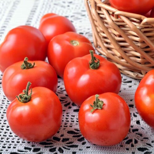 Marglobe Tomato Standard Slicing Lycopersicon Esculentum Tomato Seeds Easy to Grow