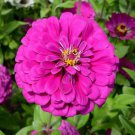 Zinnia Elegans Zinnia Dark Violet Flower Seeds Delicate Unique Blooms Easy to Grow