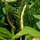 Cannellino Italian Bush Bean Organic Phaseolus Vulgaris Vegetable Seeds Easy to Grow
