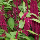Amaranthus Caudatus Love Lies Bleeding Flower Seeds Unique Hanging Flowers Easy to Grow Amaranthus Caudatus Love Lies Bleeding Flower Seeds Unique Hanging Flowers Easy to Grow