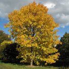 Fraxinus Americana Dw White Ash Tree Seeds Impressive Size Easy to Grow