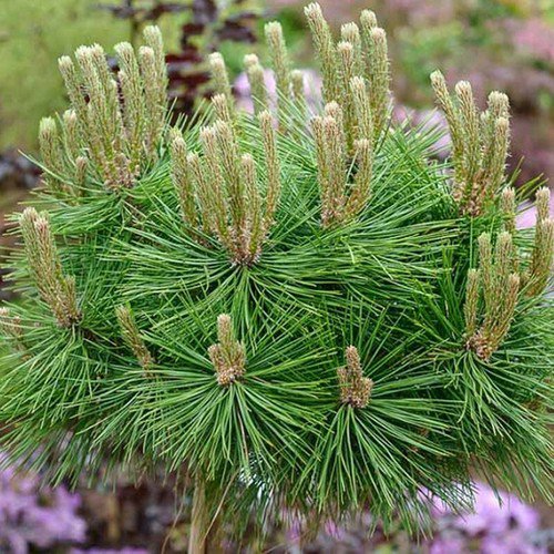 Pinus Densiflora Japanese Red Pine Tree Seeds Elegant Form Bundled Needles Easy to Grow