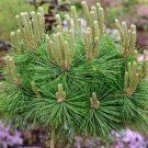 Pinus Densiflora Japanese Red Pine Tree Seeds Elegant Form Bundled Needles Easy to Grow