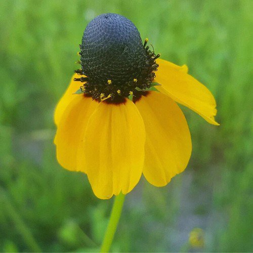Rudbeckia Amplexicaulis Clasping Coneflower Flower Seeds Delicate Blooms Easy to Grow