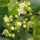 Tilia Cordata Littleleaf Linden Tree Seeds Elegant Form Fragrant Flowers Easy to Grow