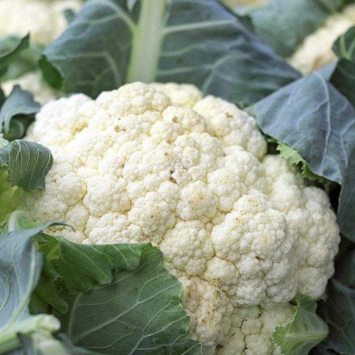 Self Blanche Cauliflower Brassica Oleracea Vegeatable Seeds Mild And Tender Easy to Grow