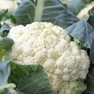 Self Blanche Cauliflower Brassica Oleracea Vegeatable Seeds Mild And Tender Easy to Grow Self Blanche Cauliflower Brassica Oleracea Vegeatable Seeds Mild And Tender Easy to Grow