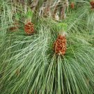 Pinus Roxburghi Chirr Pine Tree Seeds Large Ovoid Cones Attractive Form Easy to Grow Pinus Roxburghi Chirr Pine Tree Seeds Large Ovoid Cones Attractive Form Easy to Grow
