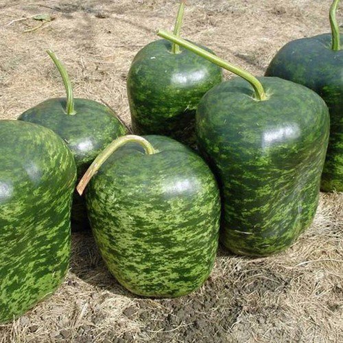 Apple Gourd Lagenaria Siceraria Vegetable Seeds Apple Shaped Appearance Easy to Grow