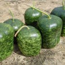 Apple Gourd Lagenaria Siceraria Vegetable Seeds Apple Shaped Appearance Easy to Grow Apple Gourd Lagenaria Siceraria Vegetable Seeds Apple Shaped Appearance Easy to Grow