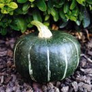Burgess Buttercup Squash Winter Cucurbita Maxima Vegetable Seeds Easy to Grow