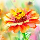 Zinnia Elegans Zinnia Orange Orange King Flower Seeds Vibrant Display Easy to Grow