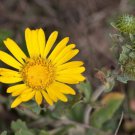 Lasthenia Glabrata Goldfields Flower Seeds Abundant Vibrant Yellow Flowers Easy to Grow