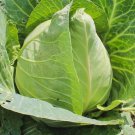 Early Jersey Wakefield Cabbage Brassica Oleracea Vegetable Seeds Cold Hardy Easy to Grow