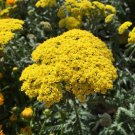 Achillea Filipendulina Gold Yarrow Flower Seeds Fragrant Yellow Blooms Easy to Grow