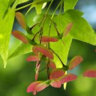 Acer Oliverianum Dw Oliver Maple Tree Seeds Attractive Foliage And Vibrant Easy to Grow