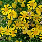 Helenium Amarum Dwarf Helenium Flower Seeds Attractive Flowers Easy to Grow