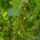 Platanus Orientalis Cs Oriental Planetree Tree Seeds Longevity Resilience Easy to Grow