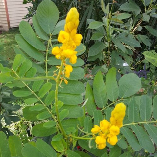 Cassia Alata Ringworm Cassia Tree Seeds Fuzzy Foliage Bright Yellow Flowers Easy to Grow