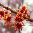 Hamamelis Vernalis Vernal Witchazel Shrub Seeds Fragrant Flowers In Winter Easy to Grow