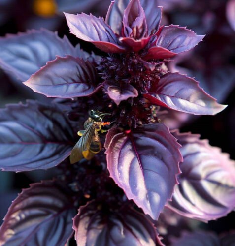 Basil Purple Dark Opal Ocimum Basilicum Herb Seeds Stunning Color Easy to Grow