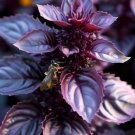 Basil Purple Dark Opal Ocimum Basilicum Herb Seeds Stunning Color Easy to Grow