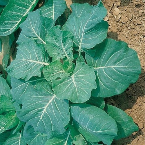 Georgia Collard Brassica Oleracea Vegetable Seeds Hearty Flavor Easy to Grow