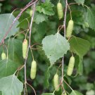 Betula Pendula Alba Rcs European White Birch Tree Seeds Early Bloomer Easy to Grow