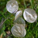 Lunaria Biennis Money Plant Flower Seeds Beautiful Flowers Easy to Grow