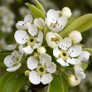 Pyrus Communis European Pear Fruit Seeds Sweet Juicy Fruit Climate Tolerant Easy to Grow