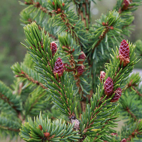 Picea Omorika Serbian Spruce Tree Seeds Strong Durable Wood Longevity Easy to Grow