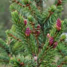 Picea Omorika Serbian Spruce Tree Seeds Strong Durable Wood Longevity Easy to Grow