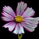 Cosmos Bipinnatus 'Candystripe' Cosmos White W Crimson Markings Flower Seeds Easy to Grow