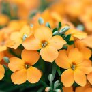 Cheiranthus Allionii Siberian Wallflower Flower Seeds Showy Fragrant Flowers Easy to Grow