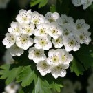 Crataegus Cordata Phaenopyrum Washington Hawthorn Tree Seeds Edible Berries Easy to Grow