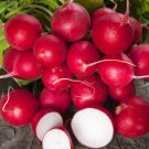 Cherry Belle Radish Raphanus Sativus Vegetable Seeds Quick Growing Easy to Grow