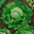 Great Lakes 118 Batavian Lettuce Lactuca Sativa Vegetable Seeds Mild Flavor Easy to Grow