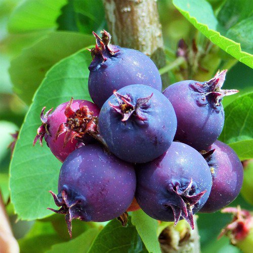 Amelanchier Alnifolia Cs Saskatoon Serviceberry Fruit Seeds Sweet And Tart Easy to Grow
