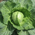 Copenhagen Market Early Cabbage Brassica Oleracea Vegetable Seeds Cold Hardy Easy to Grow