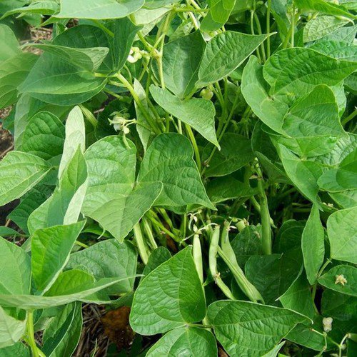 Pinto Bush Bean Phaseolus Vulgaris Vegetable Seeds High Yields Easy to Grow