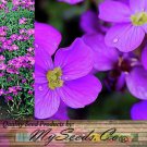 Aubrieta Deltoidea Purple Rockcress Flower Seeds Vibrant Purple Flowers Easy to Grow