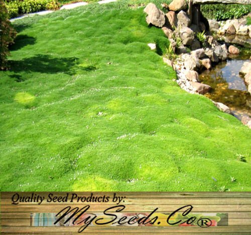 Sagina Subulata Irish Moss 5 000 Raw Seeds Per Pack Plant Seeds Hardy Plant Easy to Grow